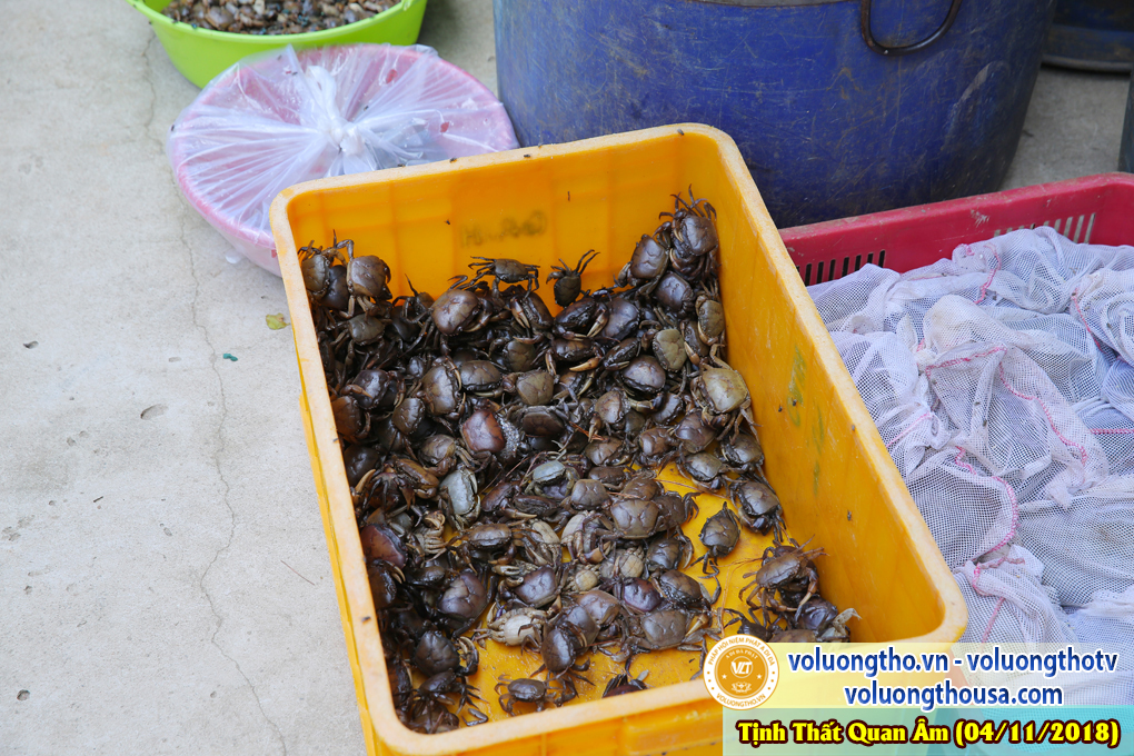 hinh-anh-cong-tu-chu-nhat-ngay-04-11-2018-chua-quan-the-am-duc-trong-lam-dong-21.jpg