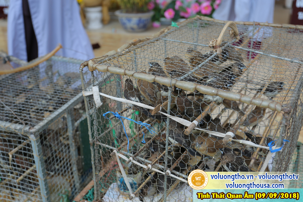 hinh-anh-cong-tu-chu-nhat-ngay-09-09-2018-chua-quan-the-am-duc-trong-lam-dong-63.jpg