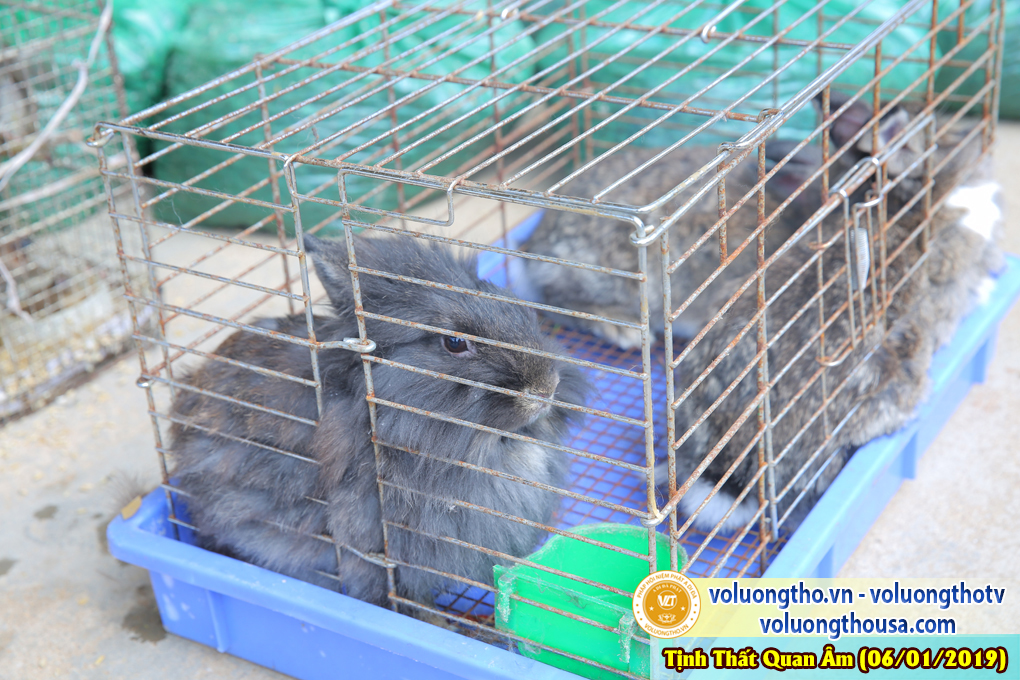 hinh-anh-cong-tu-dau-nam-ngay-06-01-2019-chua-quan-the-am-duc-trong-lam-dong-26.jpg