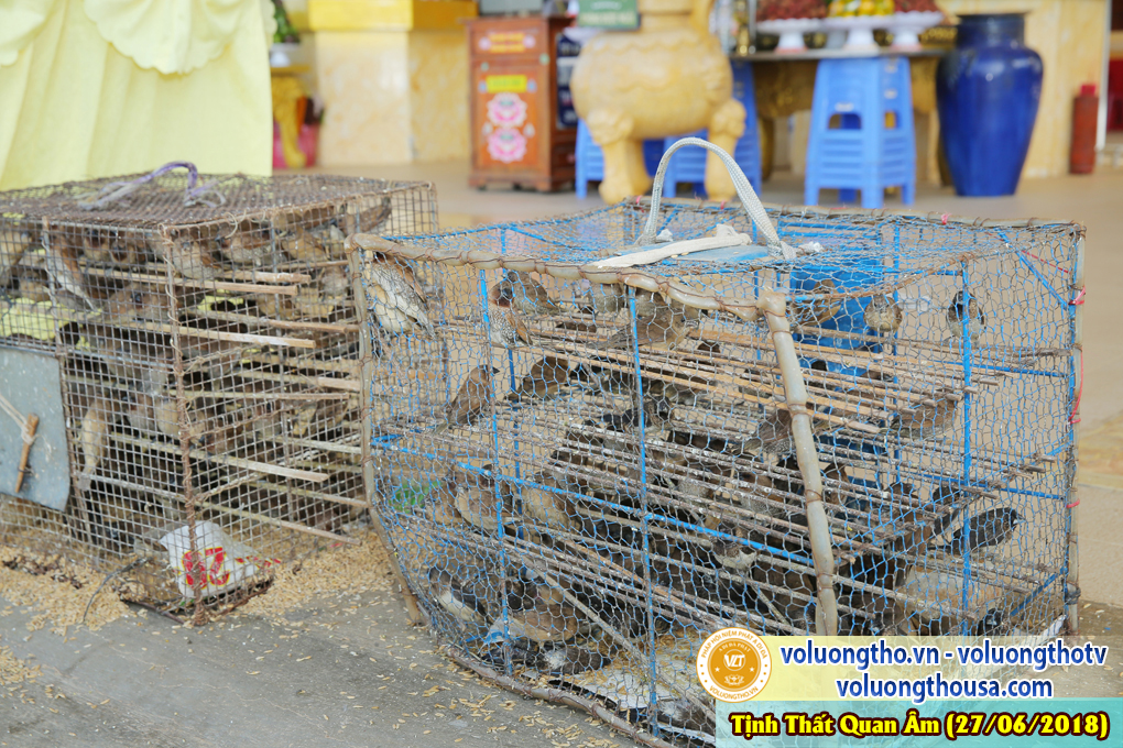 hinh-anh-dai-duc-thich-giac-nhan-thuyet-giang-ngay-27-6-2018-chua-quan-the-am-duc-trong-lam-dong-8.jpg