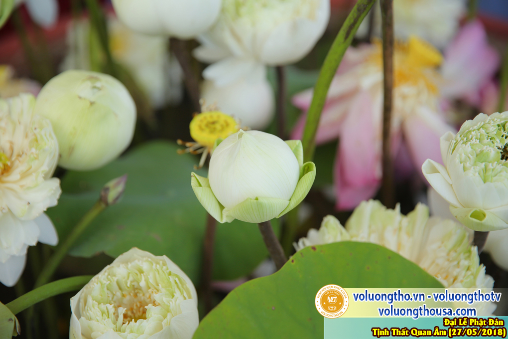 hinh-anh-dai-le-phat-dan-va-le-tam-phat-ngay-27-5-2018-dl-chua-quan-the-am-duc-trong-lam-dong-196.jpg