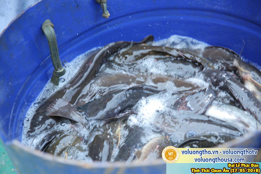 hinh-anh-dai-le-phat-dan-va-le-tam-phat-ngay-27-5-2018-dl-chua-quan-the-am-duc-trong-lam-dong-40.jpg