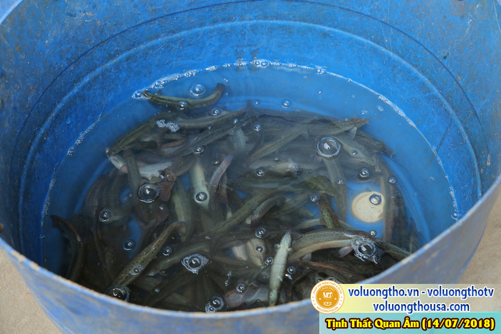 hinh-anh-dd-thich-giac-nhan-giang-an-quang-van-sao-14-07-2018-chua-quan-the-am-duc-trong-lam-dong-19.jpg