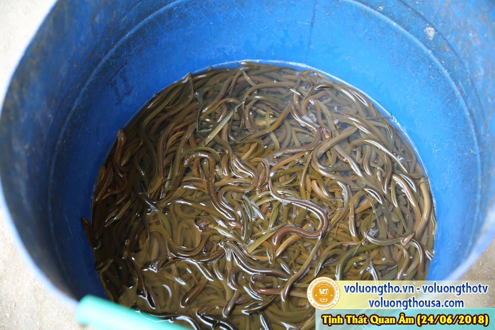 hinh-anh-dd-thich-giac-nhan-thuyet-giang-chu-nhat-ngay-24-6-2018-chua-quan-the-am-duc-trong-lam-dong-32.jpg