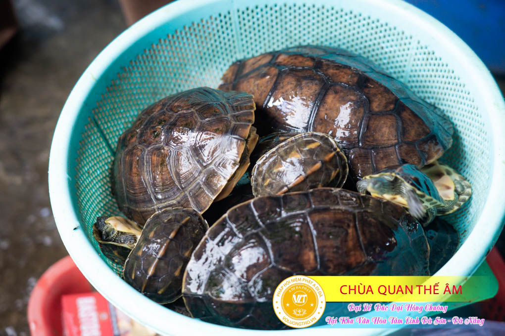 hinh-anh-duc-dai-hong-chuong-tai-khu-tam-linh-da-son-da-nang-ngay-17-12-2023-chua-quan-the-am-duc-trong-lam-dong-51.jpg