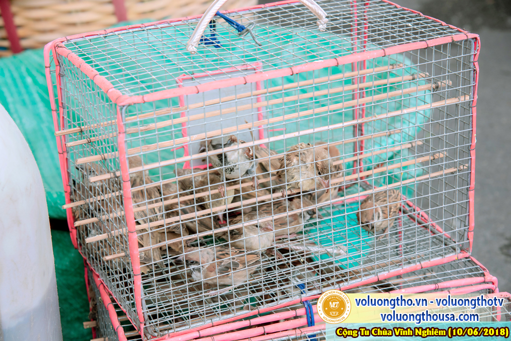hinh-anh-phap-hoi-niem-phat-a-di-da-tai-to-dinh-vinh-nghiem-ngay-10-6-2018-chua-quan-the-am-duc-trong-lam-dong-56.jpg
