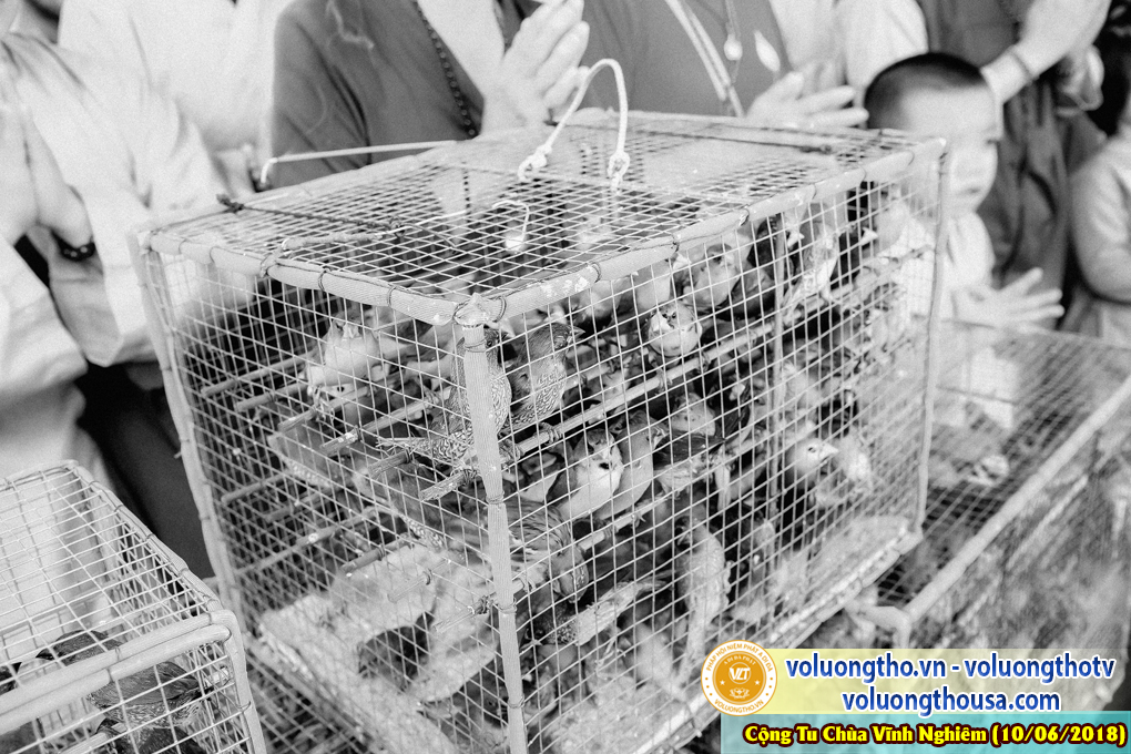 hinh-anh-phap-hoi-niem-phat-a-di-da-tai-to-dinh-vinh-nghiem-ngay-10-6-2018-chua-quan-the-am-duc-trong-lam-dong-97.jpg