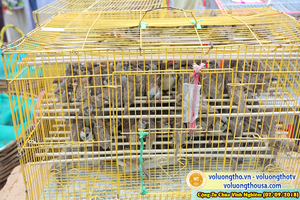 hinh-anh-phap-hoi-vinh-nghiem-ngay-02-09-2018-chua-quan-the-am-duc-trong-lam-dong-42.jpg