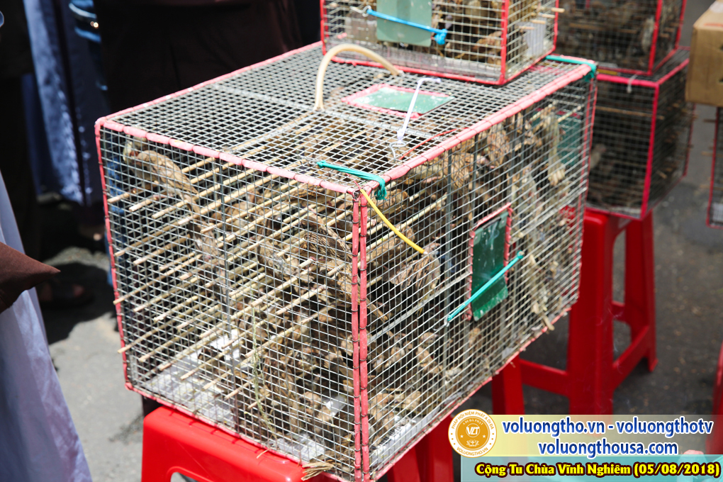 hinh-anh-phap-hoi-vinh-nghiem-ngay-5-8-2018-chua-quan-the-am-duc-trong-lam-dong-51.jpg