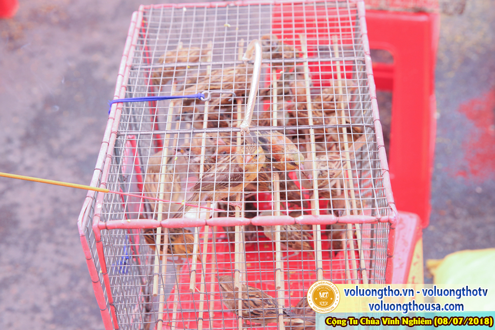 hinh-anh-phap-hoi-vinh-nghiem-ngay-8-7-2018-chua-quan-the-am-duc-trong-lam-dong-104.jpg