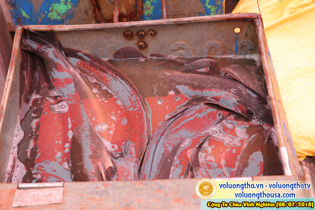 hinh-anh-phap-hoi-vinh-nghiem-ngay-8-7-2018-chua-quan-the-am-duc-trong-lam-dong-105.jpg