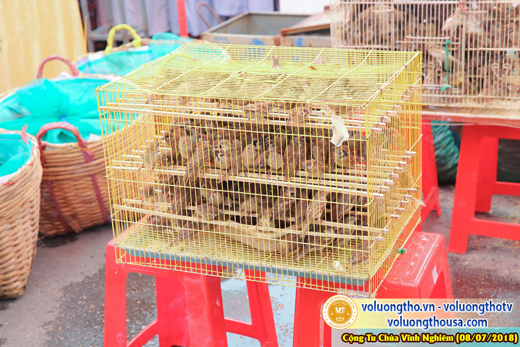 hinh-anh-phap-hoi-vinh-nghiem-ngay-8-7-2018-chua-quan-the-am-duc-trong-lam-dong-110.jpg