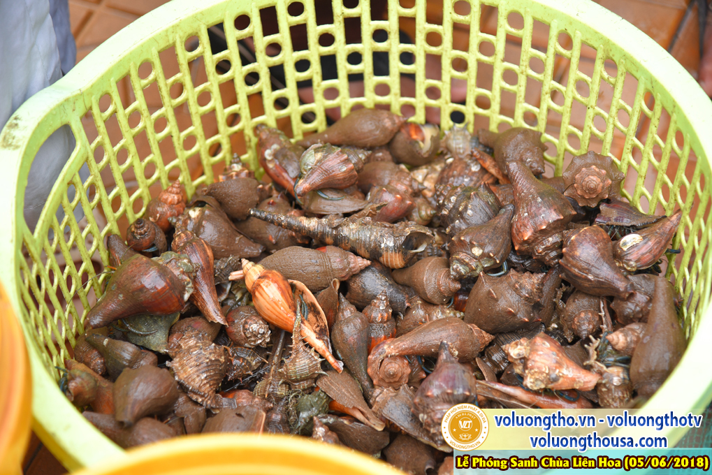 to-chuc-phong-sanh-tai-chua-lien-hoa-bac-lieu-ngay-3-6-2018-chua-quan-the-am-duc-trong-lam-dong-144.jpg