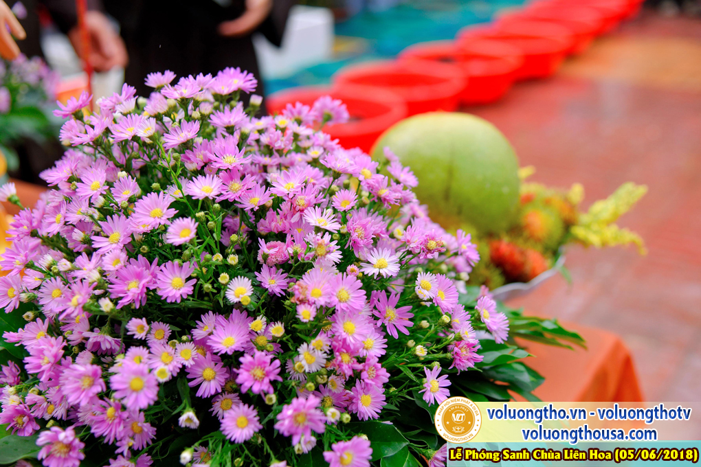 to-chuc-phong-sanh-tai-chua-lien-hoa-bac-lieu-ngay-3-6-2018-chua-quan-the-am-duc-trong-lam-dong-158.jpg