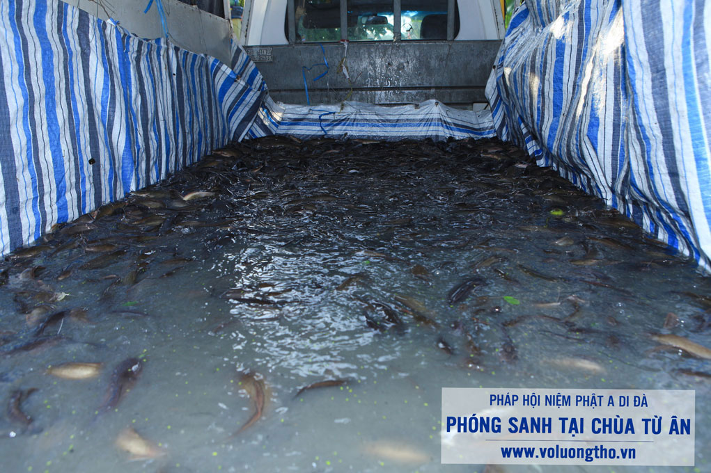 Tổ Chức Phóng Sanh Tại Chùa Từ Ân, Tiền Giang