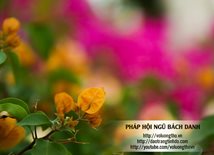 via-quan-am-ngay-19-02-giap-ngo-tai-chua-dai-tong-lam-brvt-chua-quan-the-am-duc-trong-lam-dong-6.jpg