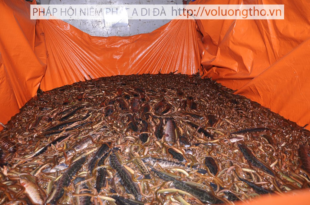 via-quan-am-ngay-19-06-2012-tai-chua-dai-tong-lam-brvt-chua-quan-the-am-duc-trong-lam-dong-36.jpg